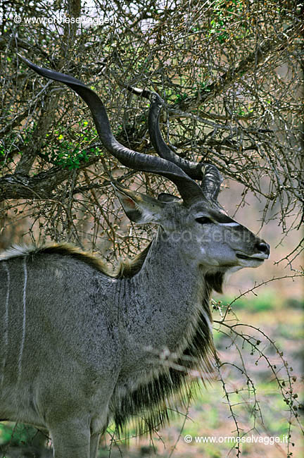 Kudu 22-34-01